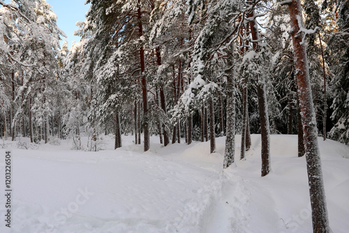 Obraz na płótnie winter