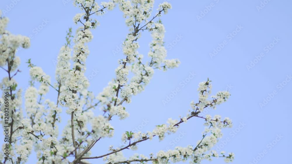 Blossom Extravaganza Trees in Full Bloom on a Sunny Spring Day
