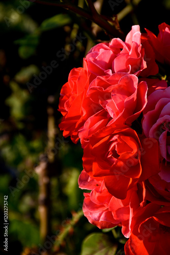 Roses au coucher de soleil  photo