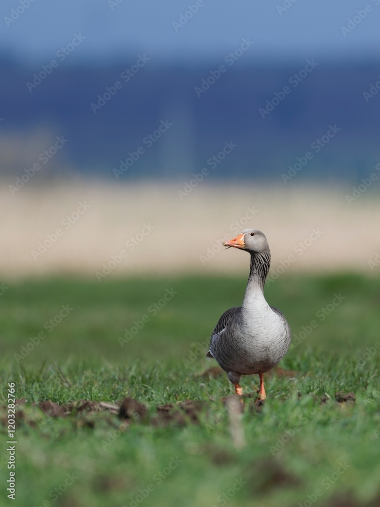 Obraz premium Greylag goose grazing on a green field with a blue sky