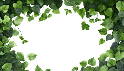 green leaves frame isolated on transparent background cutout