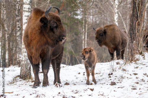 European bizons (zubrs) family, adult bisons and calf, at Bryansk forest nature reserve photo