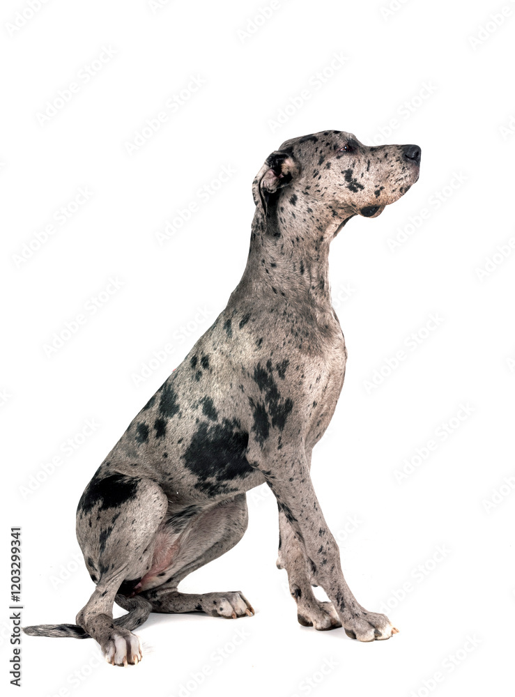 Obraz premium great dane in studio