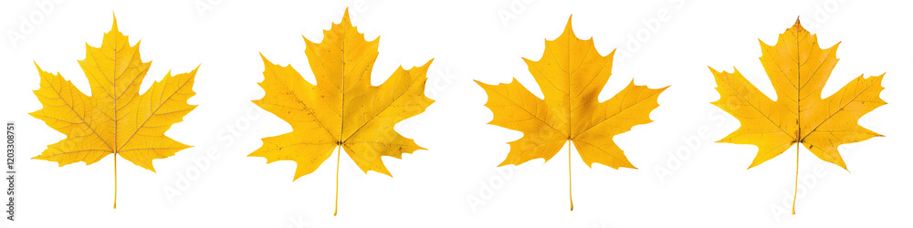 A collection of vibrant autumn maple leaves in warm shades of yellow orange and red showcasing the stunning seasonal beauty of nature during the fall The leaves are displayed in a arrangement A collection of vibrant autumn maple leaves in warm shades of yellow orange and red showcasing the stunning seasonal beauty of nature during the fall The leaves are displayed in a arrangement