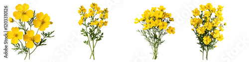 Vibrant yellow flowers in full bloom against a natural floral background