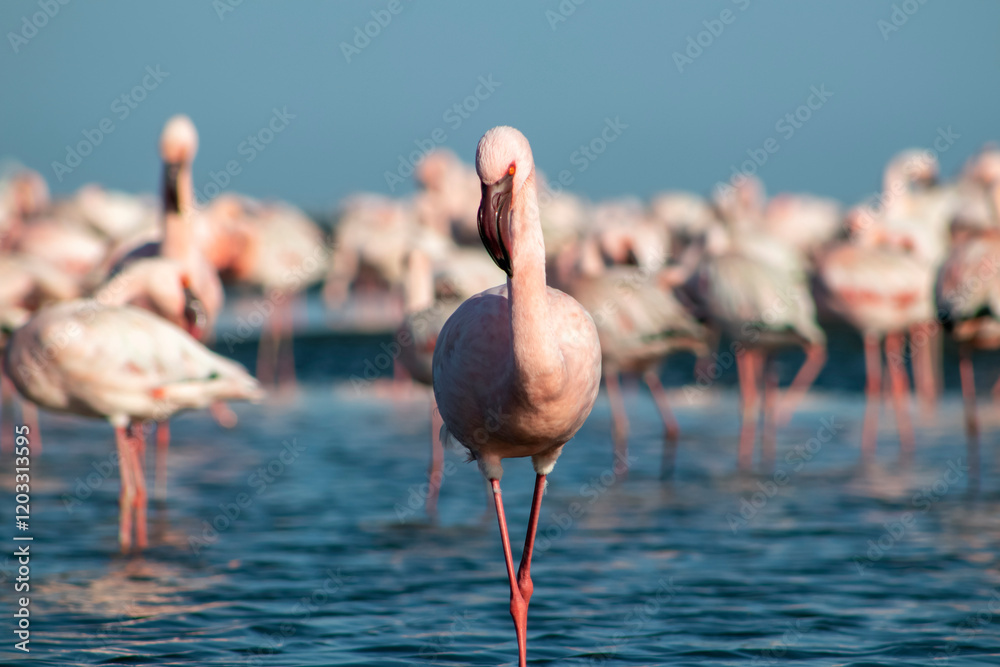 Fototapeta premium African wild birds. A flock of pink flamingos on the blue lagoon against the bright sky
