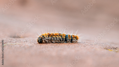 Close-up of a processionary caterpillar (Thaumetopoea pityocampa).