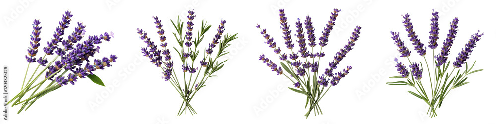 Obraz premium Bouquets of Fragrant Lavender Flowers in Various Arrangements Beautiful purple lavender blooms in natural settings like fields gardens or rustic backgrounds conveying a sense of tranquility