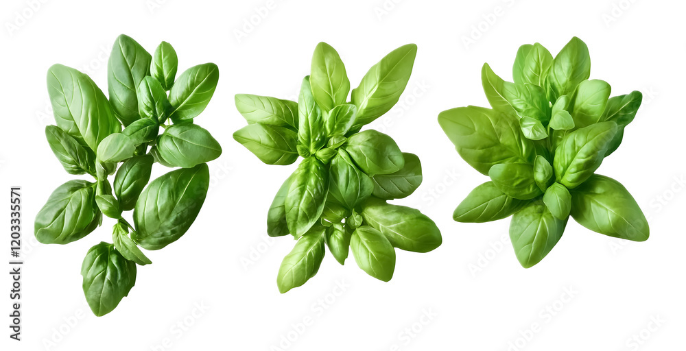 Fresh green herbs on a transparent background. isolated background. Fresh green herbs on a transparent background. isolated background.