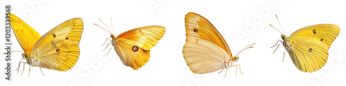 Vibrant colorful butterflies captured in stunning detail showcasing the graceful and delicate beauty of these magnificent natural wonders  The image presents a serene and tranquil scene
