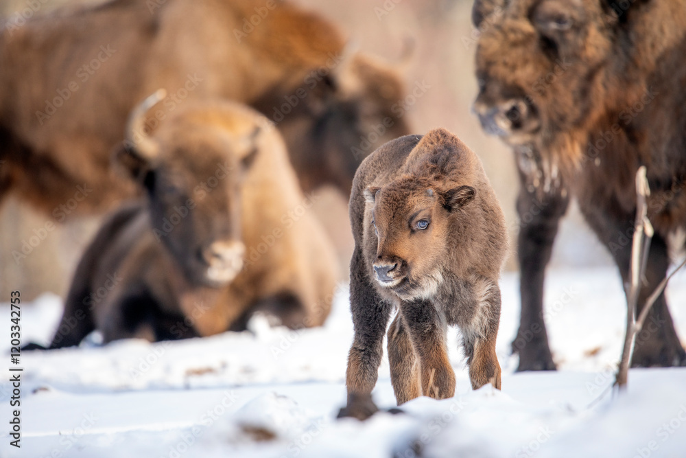 Obraz premium Little bison calf in Bryansk forest nature reserve