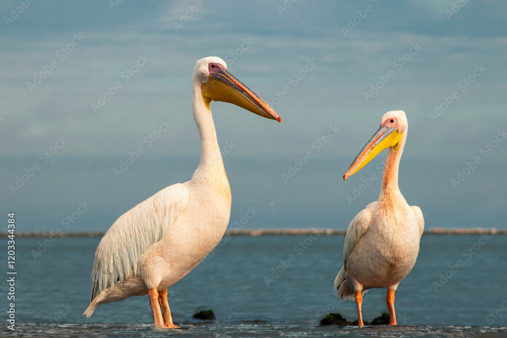 Fototapeta premium African wild birds. Great pelicans on the blue lagoon on a summer morning