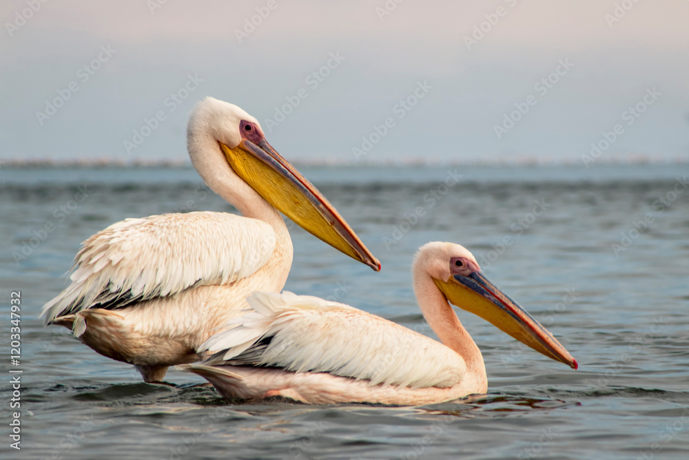 African wild birds. Great pelicans on the blue lagoon on a summer morning African wild birds. Great pelicans on the blue lagoon on a summer morning