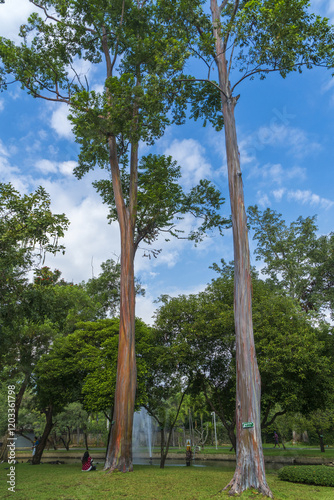 2,유칼립투스,둥치,껍질,잎,공원,농부악하드공원,Nong Buak Haad Public Park,치앙마이,태국 photo