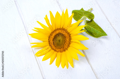 sunflower on a white wooden background - summer idea
