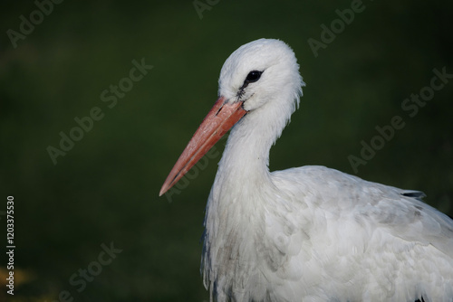 White stork, portrait of a bird