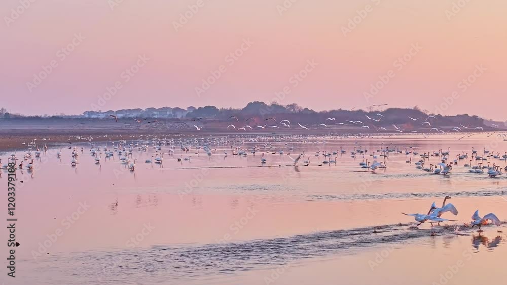 A flock of migratory birds, sunset, egrets