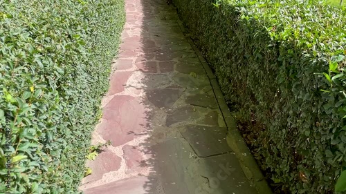 Walking path in park made in shape of maze and surrounded by neatly trimmed bushes. Traditional landscaping