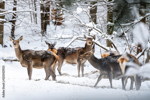 Fototapeta Naklejka Na Ścianę i Meble -  Red Deer, Cervus elaphus, in winter forest. Bieszczady Mountains, Poland.