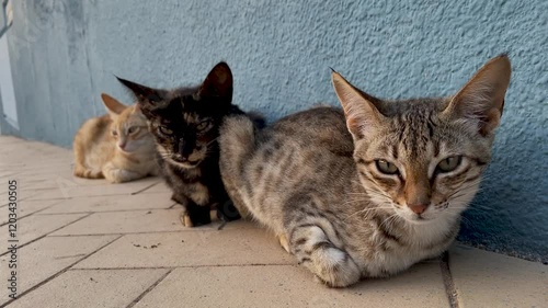 homeless kittens against the background of a blue wall on the sidewalk