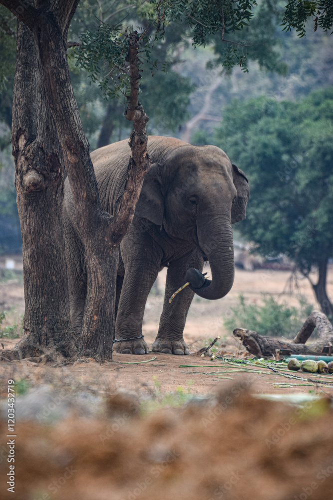 Fototapeta premium elephant in forest