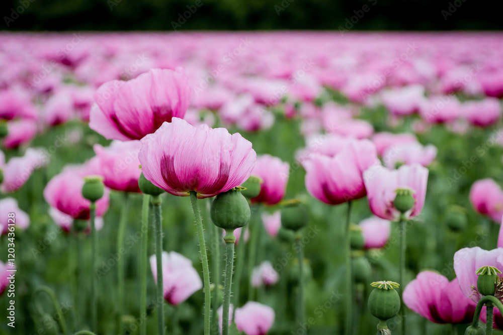 Field of pink and purple poppy flowers Field of pink and purple poppy flowers