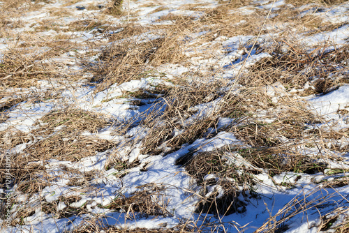 Snow-covered dry grass in a winter field under sunlight. Natural landscape showcasing withered vegetation and seasonal textures. Nature and environmental concept for design and print photo