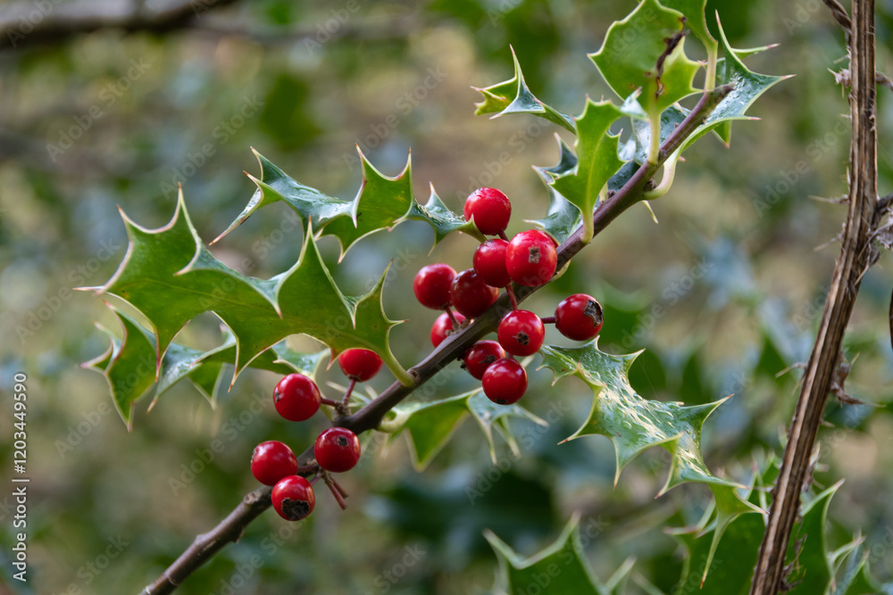 Bright red berries on a holly branch surrounded by green leaves in a natural setting Bright red berries on a holly branch surrounded by green leaves in a natural setting