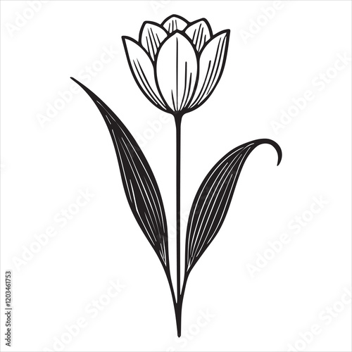 Vibrant Tulipa Plant Clipart for Custom Artwork

