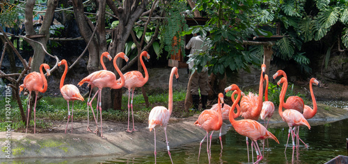 Bild auf Leinwand El flamenco común (Phoenicopterus roseus)2​ es una especie de ave phoenicopterif