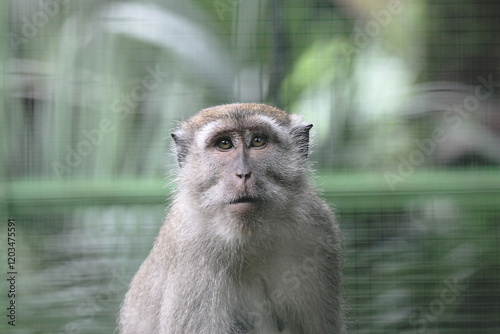 Close up of the face of a long-tailed monkey (Macaca fascicularis) or monyet ekor panjang.