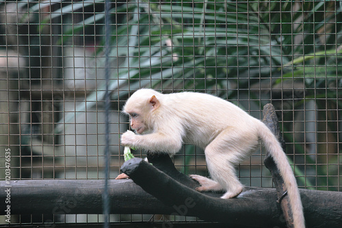 Photography A white monkey enjoys its food in its cage.