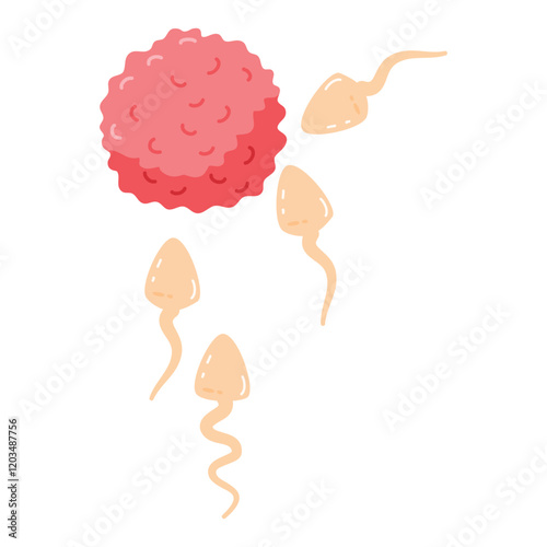 Human sperms impregnate fertile female egg ovum illustration