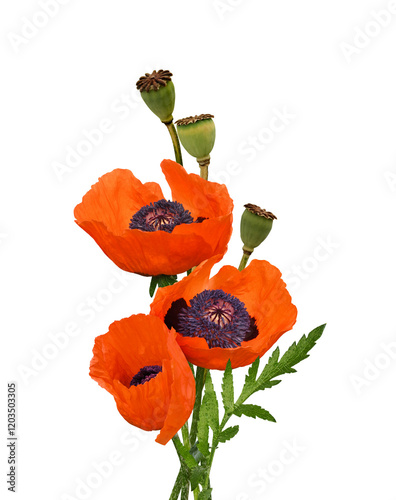 Three red flowers of poppy in a small bouquet isolated on white or transparent background