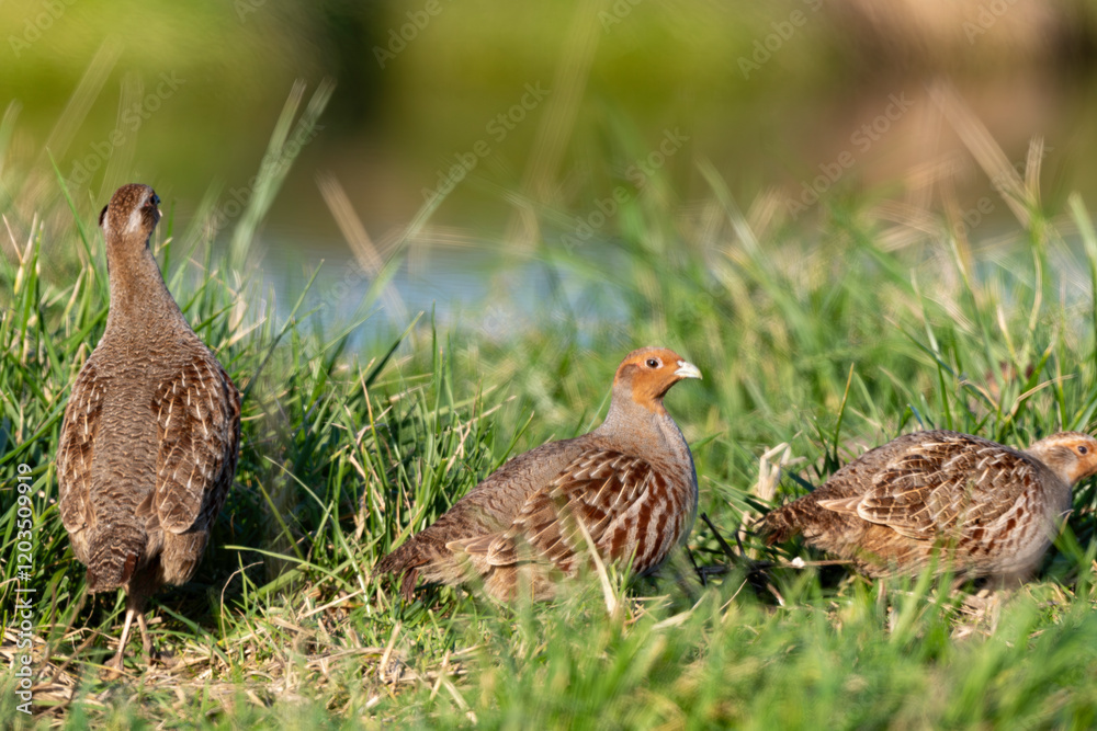 Perdrix grise,.Perdix perdix, Grey Partridge Perdrix grise,.Perdix perdix, Grey Partridge