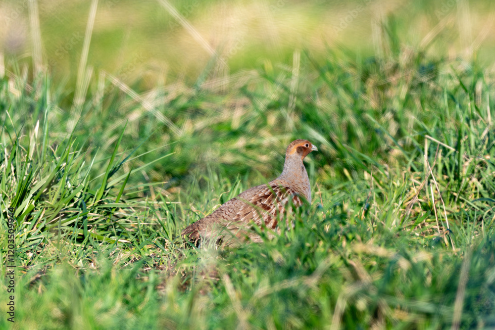 Perdrix grise,.Perdix perdix, Grey Partridge Perdrix grise,.Perdix perdix, Grey Partridge