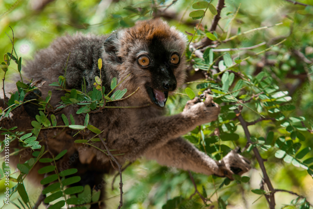 Fototapeta premium Lémur à Front Roux, Lémurien, Eulemur rufifrons, Madagascar