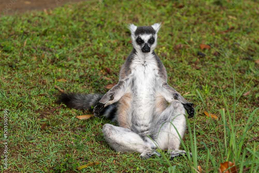 Fototapeta premium Lémurien, Lémur catta, Lemur catta, Madagascar