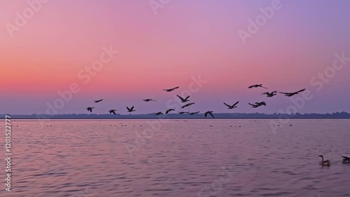 Wallpaper Mural Wild geese start from the lake and fly into the sky | Wild geese flying in the sky Torontodigital.ca