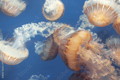 Wallpaper Mural Glowing jellyfish against deep blue water background Torontodigital.ca
