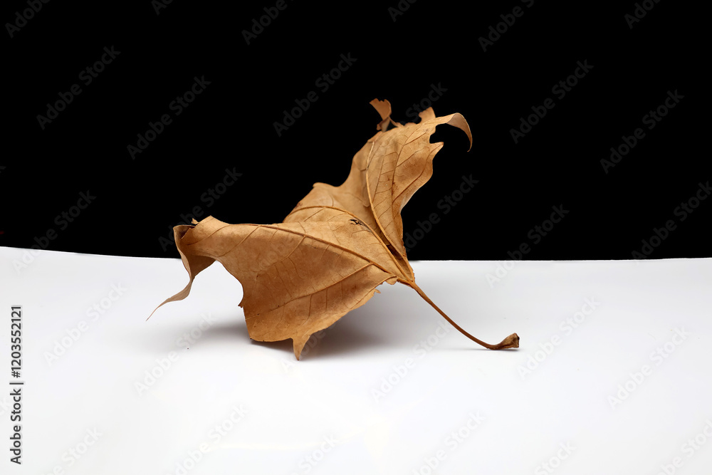 feuille de platane à l automne feuille de platane à l automne