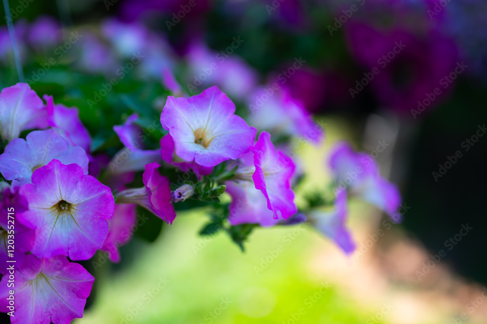 Close up Colorful petunia flowers in pots on blurred background. Close up Colorful petunia flowers in pots on blurred background.