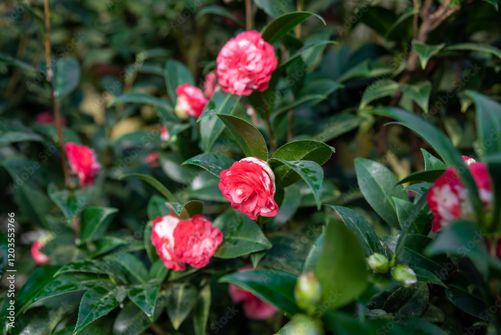 Beautiful camellia bush with red and white blossoms and glossy green leaves, bringing a fresh and lively atmosphere to a garden corner Beautiful camellia bush with red and white blossoms and glossy green leaves, bringing a fresh and lively atmosphere to a garden corner