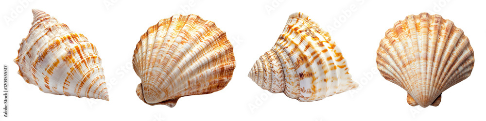 Collection set of large golden sea shell isolated on a transparent background Collection set of large golden sea shell isolated on a transparent background