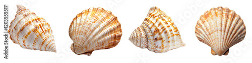 Collection set of  large golden sea shell isolated on a transparent background