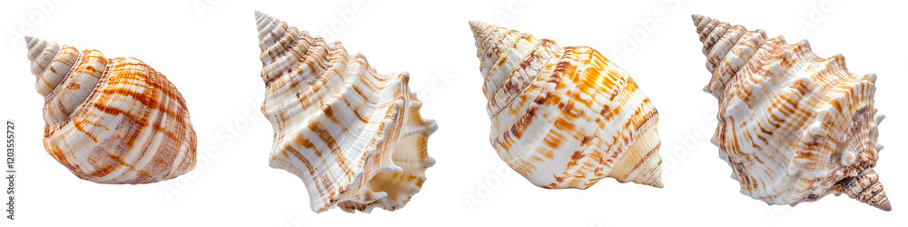 Collection set of large golden sea shell isolated on a transparent background Collection set of large golden sea shell isolated on a transparent background