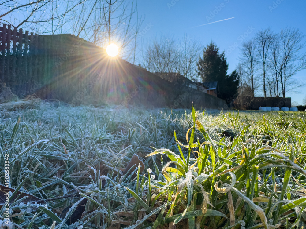 Frozen meadow in winter in freezing cold with frost and sun in the morning wallpaper