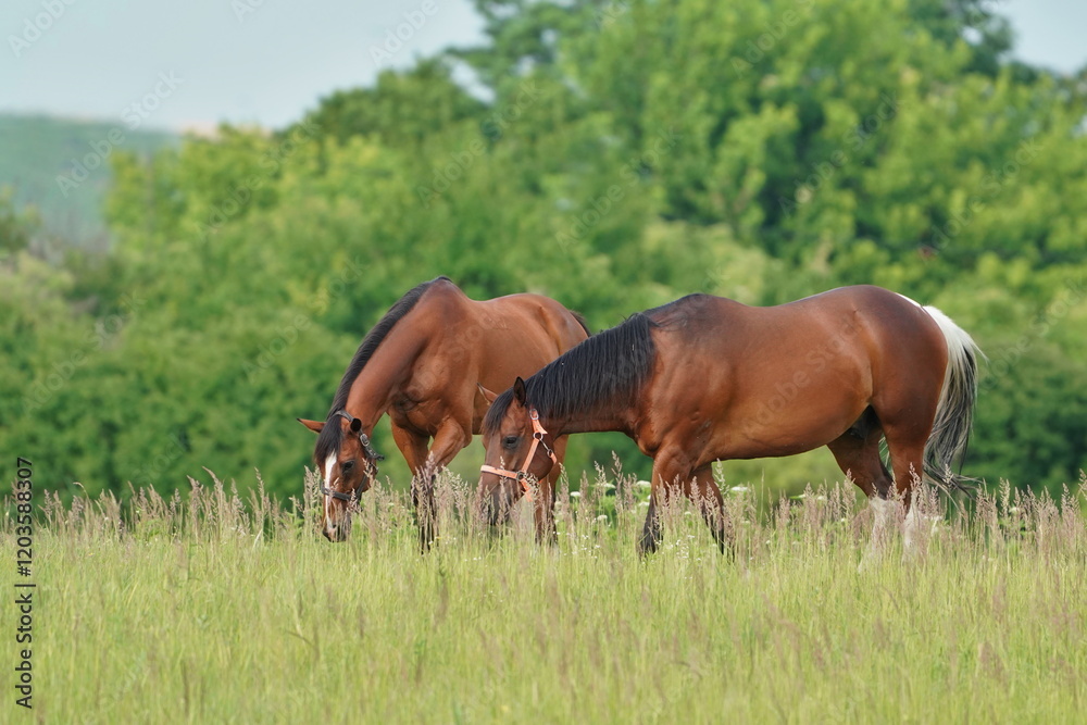 Obraz premium Twobrown hrorse graze on the meadow.