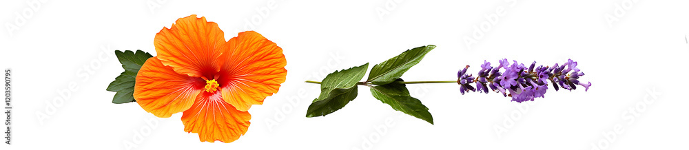 blue and yellow flower isolated on white background PNG.AI GENERATED blue and yellow flower isolated on white background PNG.AI GENERATED