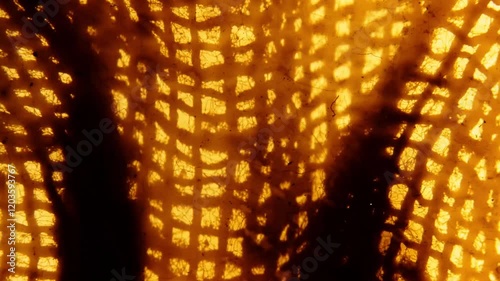 Old gauze mesh printed using the photogram method on 35mm film. Abstract loopable animation